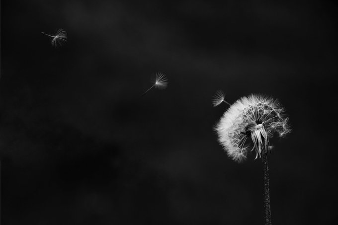 Black and white photograph of a dandelion seed head with three seeds blowing away into a dark background.
