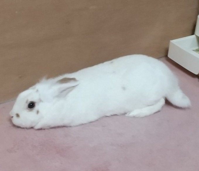 A small white rabbit rests on a pink surface next to a cardboard wall and a white tray.