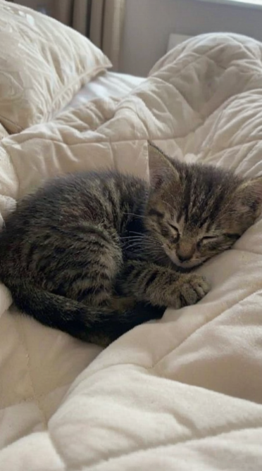 The image features a small kitten sleeping peacefully on top of a white comforter or blanket, which covers most of the bed's surface. The kitten appears to be curled up comfortably as it takes a nap. The photo has been captioned with text that reads "Lưu ý: lượng $USDT trên sàn tăng không phải chuyện nhỏ Mình thấy whales chuyển tiền từ cold wallet về sàn Áp lực bán sẽ tăng Không phải FUD nhưng anh em cần giảm margin, đặt SL, hoặc cày airdrop chờ cơ hội HODL mù quáng lúc này rủi ro lắm".