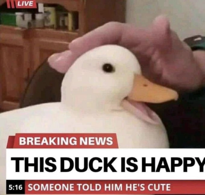 A news broadcast screenshot shows a person petting a white duck, with the headline 'BREAKING NEWS: THIS DUCK IS HAPPY' and a subheadline 'SOMEONE TOLD HIM HE'S CUTE'.