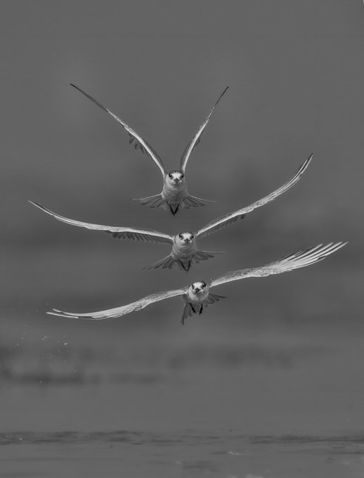 Three terns fly in perfect formation with outstretched wings against a soft, blurred background in this striking black-and-white photograph, embodying the "Leggiadro Flying" title's reference to graceful, music-like motion in nature.