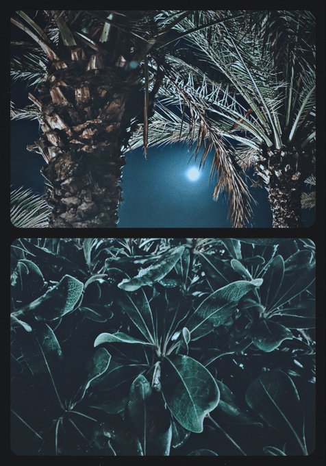 A vertical split photograph showing palm tree fronds against a dark night sky with a bright light or moon in the top half, and close-up leaves of a plant in the bottom half, both having a vintage, slightly blue-toned filter.