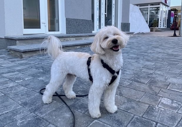 A fluffy white dog wearing a black harness stands on a paved sidewalk, looking happy with its tongue out, appearing to be on a walk. The caption playfully suggests "Base Dog $VIBE" with the hopeful question "I hope Base App is for dogs too?" — tying the cheerful pup's energetic vibe to the Base crypto ecosystem.
