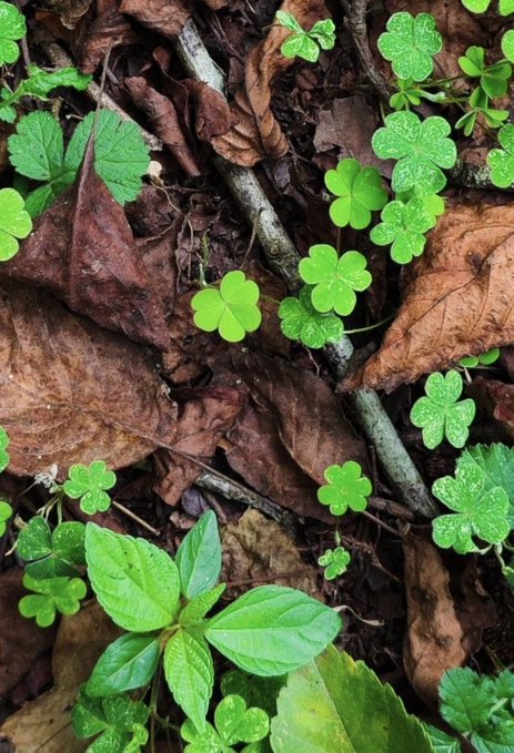 A nature photograph showing small green clover-like plants sprouting among brown fallen leaves and twigs on the forest floor.