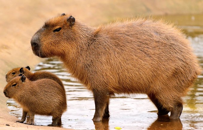 A large adult capybara stands at the edge of water on a sandy bank, accompanied by two smaller juvenile capybaras standing close beside it.