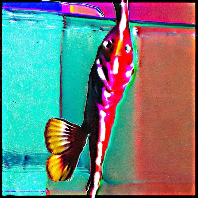 An artistic, colorful rendering of what appears to be a fish or marine creature against a teal and orange background.