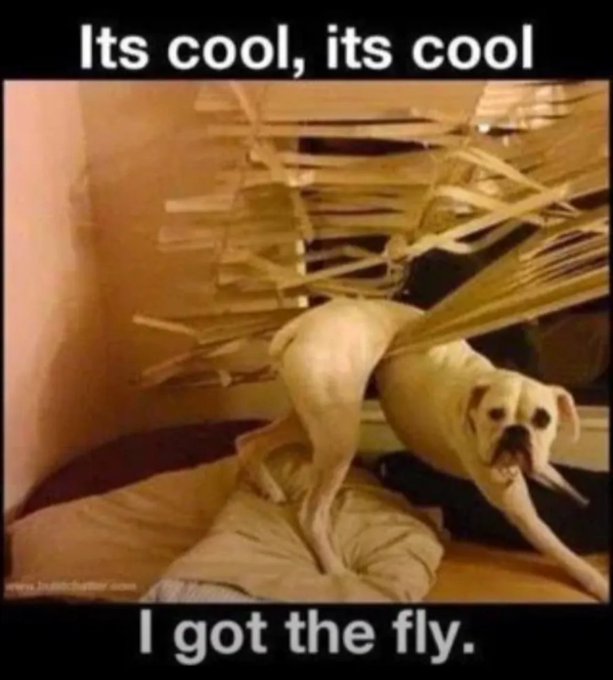 A humorous meme featuring a bulldog tangled in a raffia fly swatter with the caption 'Its cool, its cool / I got the fly.'