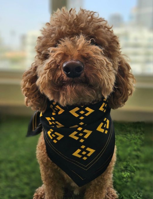 A curly brown dog wearing a black bandana with a repeating yellow Binance logo. The image’s dog-themed branding and Binance symbols reinforce the post promoting “$BNBDOG” and Dogecoin rewards.