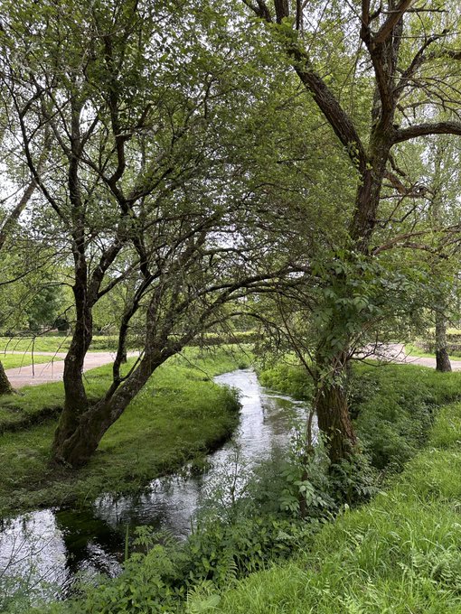 A serene nature photograph of a small stream winding through a lush green wooded area, with large trees arching over the water and a dirt path visible in the background.