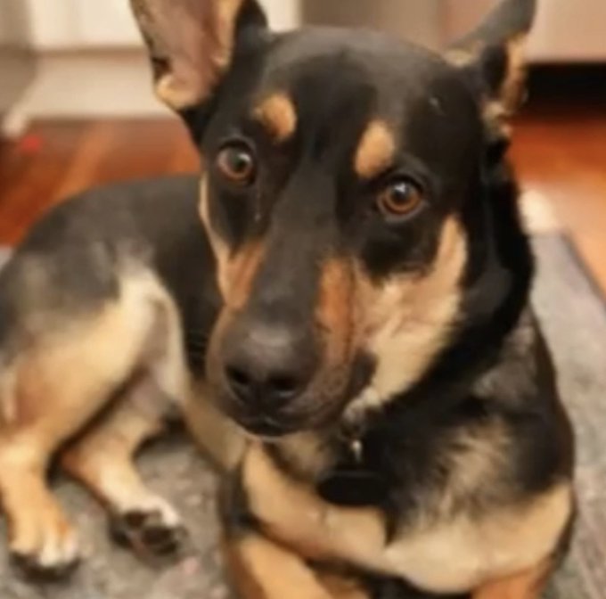 Close-up photo of a black and tan dog lying down and looking directly at the camera with large, expressive eyes.