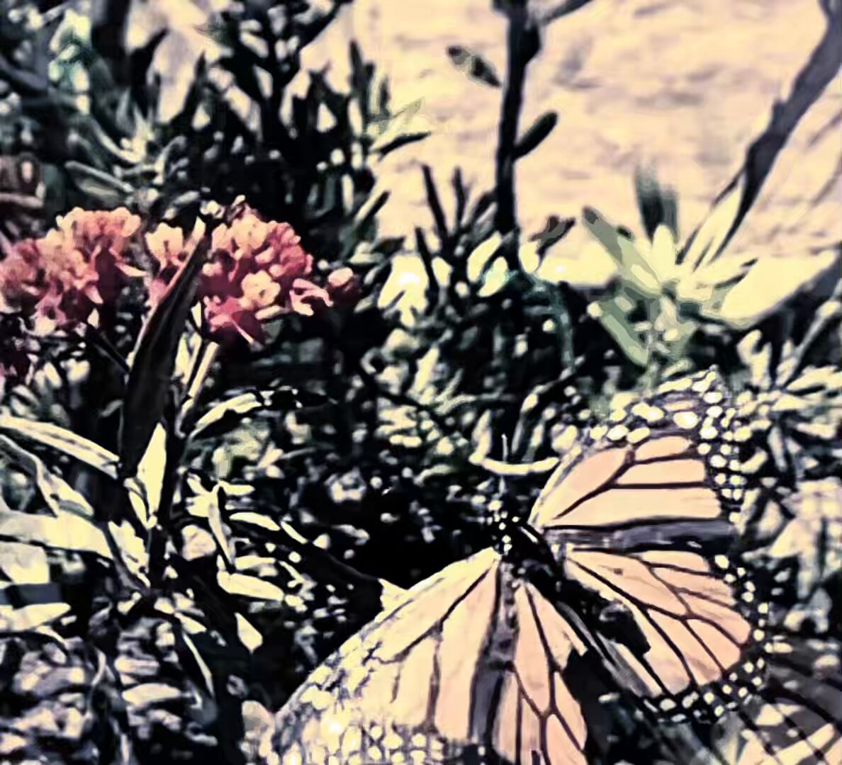 The image features a butterfly with orange and black wings, which appears to be a Monarch butterfly, resting on some flowers surrounded by green leaves. The butterfly's wings are spread out as if it has just landed or is about to take off again. The background of the photo consists of more flowers and greenery, creating an overall impression of a lush garden setting. The image also includes text that reads "Forever Flying" and "@TransientLabs thanks to @mpeyfuss 1 eth A Monarch butterfly spreading its eggs amongst the Milkweed to ensure future generations."