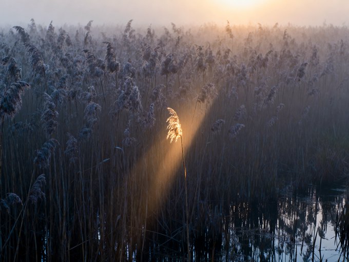 A serene landscape photo of a misty reed field at sunrise, with golden sunlight illuminating a single reed and its reflection in the water below.