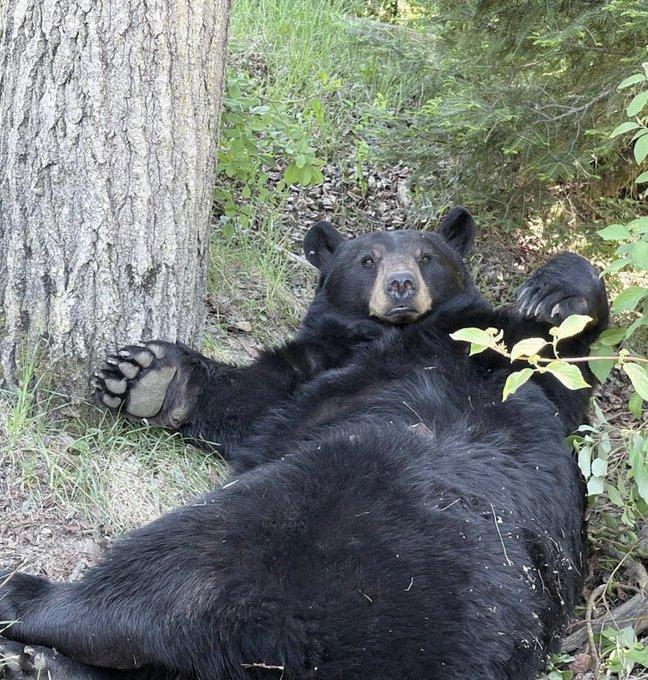 A black bear lies on its back against a tree in a wooded area, looking up at the camera with its paws in the air.