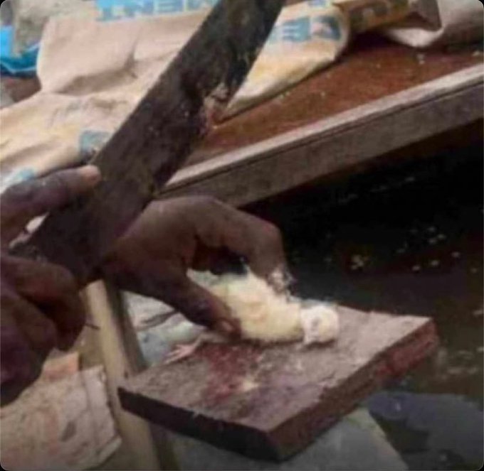 A somewhat blurry photograph showing hands operating a makeshift wooden cutting device, with one hand holding a blade or tool over a wooden board while handling a small white chick.