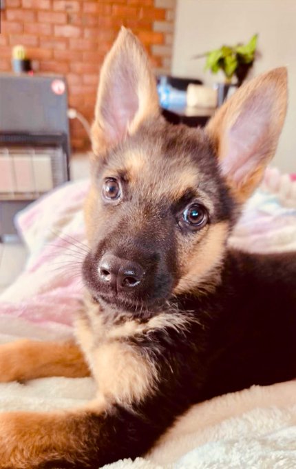 A young German Shepherd puppy with large perked ears lies on a cozy blanket, gazing up at the camera with an alert, curious expression. The image perfectly captures the "Doginal Dogs way" — embodying the playful spirit of onboard companionship, education, and entertainment through an adorable canine companion ready to greet the day.