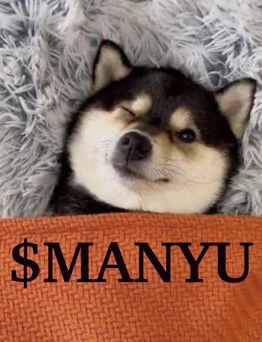 A Shiba Inu dog winking from a fluffy gray blanket, with the text "$MANYU" displayed in bold black letters on an orange banner below.