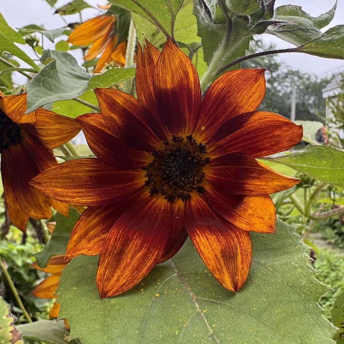 A close-up photograph of a reddish-orange sunflower with a dark center, blooming among green leaves in a garden setting.