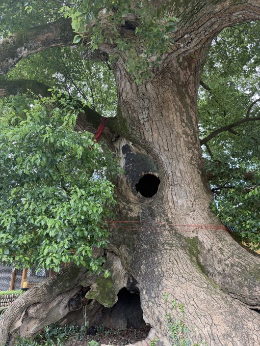 A large old tree with a massive hollow opening in its trunk and a red ribbon tied around it, with green foliage and what appears to be a tiled roof structure in the background.