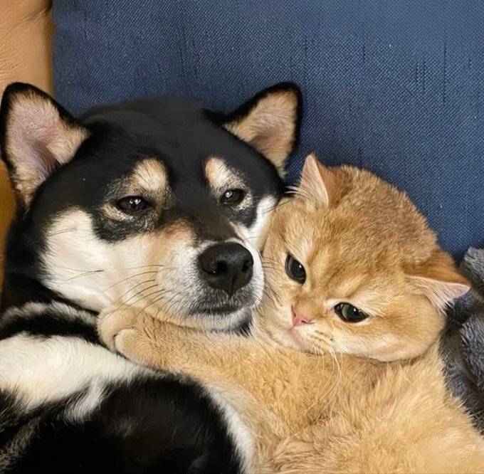 A black and tan Shiba Inu rests its head next to an orange tabby cat, with the cat affectionately nuzzling against the dog's chin on a dark blue couch.