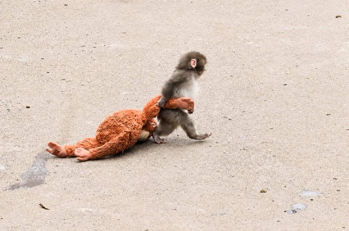 The image shows a monkey holding onto an orange stuffed animal, which appears to be a teddy bear or a toy monkey. The monkey seems to be playing with the stuffed animal as if it were real. The scene takes place outdoors on a dirt road, giving the impression of a playful and carefree moment between the monkey and its plush companion.