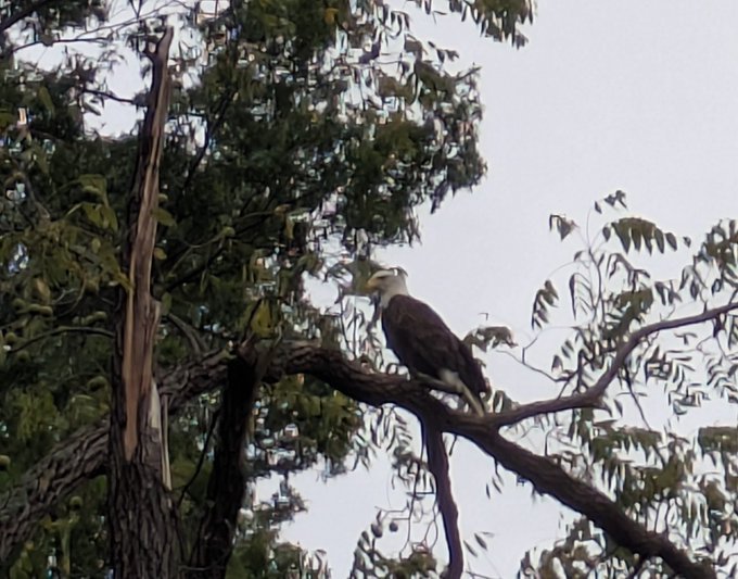 A bald eagle with a white head and dark brown body is perched on a thick tree branch among green foliage, looking to the left.