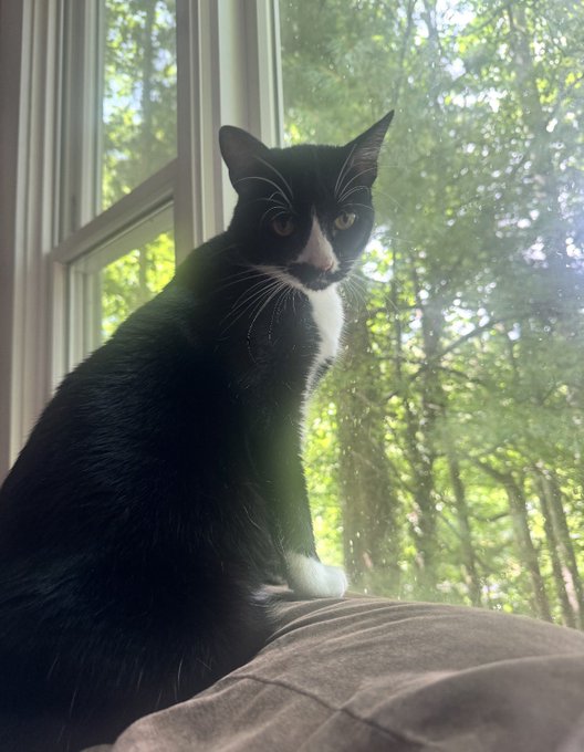 A black and white tuxedo cat with a white chest and paws sits alertly on a tan cushion by a window, looking out at a lush green forest.