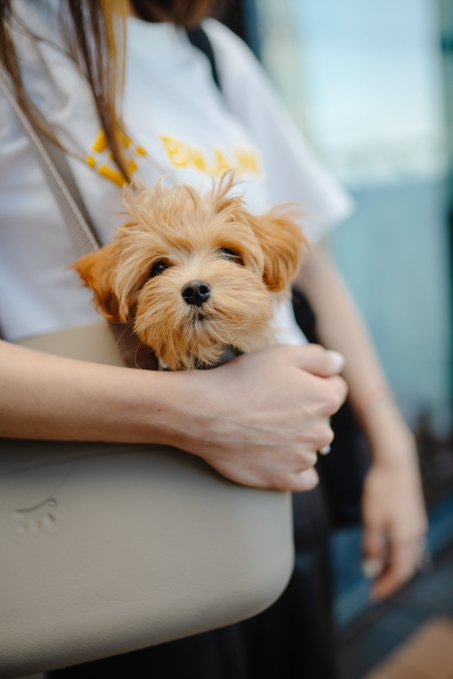 A small, fluffy Yorkshire Terrier peeks out adorably from a beige pet carrier bag held by a person in a white graphic tee, embodying the cute "guests" welcomed at the event.