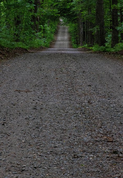 A dirt and gravel road extending through a dense green forest, with a metal grate or culvert crossing the path in the middle distance.