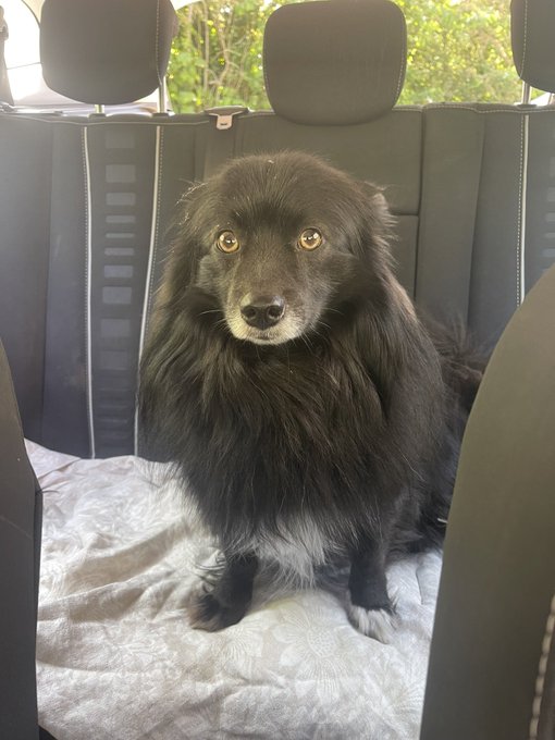 A fluffy black and white dog with golden eyes sitting on a gray towel in the back seat of a car with black leather seats.