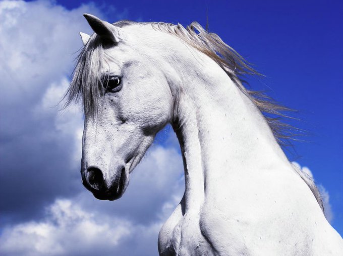 A majestic white horse with a flowing mane is photographed from a low angle against a vivid blue sky with white clouds.
