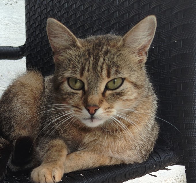 A tabby cat lounges calmly on a black wicker chair, exuding a relaxed "loaf" vibe that contrasts playfully with the post's message of patience and readiness for the market's next big move—reminding followers to stay composed like the cat while waiting for opportunity to strike.