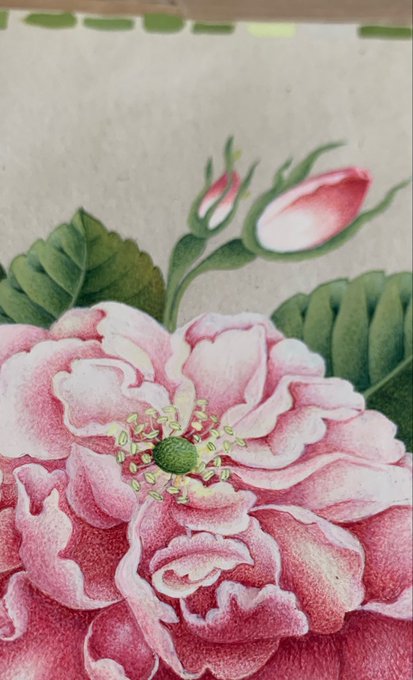 A detailed colored pencil drawing of a large pink peony flower in full bloom with rose buds and green leaves.