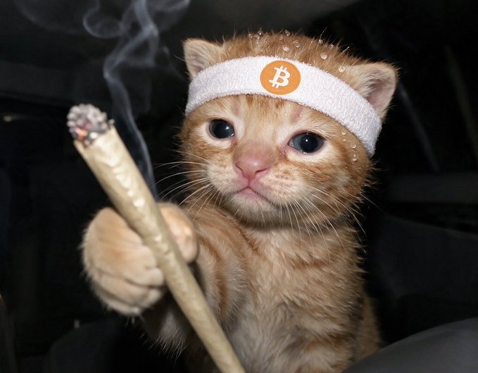 An orange kitten wearing a white headband with the Bitcoin logo appears to hold a smoking joint, with beads of 'sweat' on its fur.