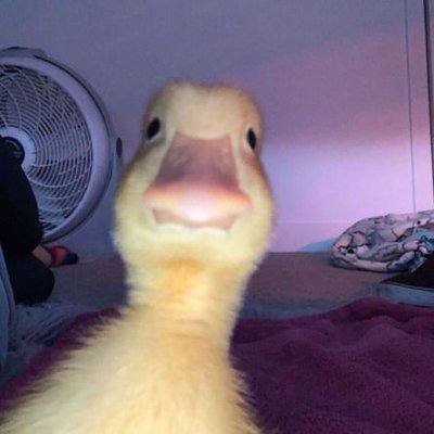 A close-up of a yellow duckling's face with its bill prominent in the frame, standing indoors near a white electric fan on a carpeted floor.
