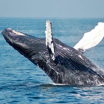 A humpback whale breaching out of the ocean, its long white pectoral fin extended against the blue water.