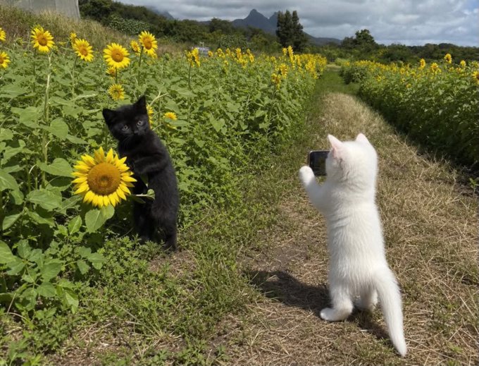 Two kittens—one black, one white—playfully explore a sunflower field, with the white kitten appearing to "take a photo" of the black one nestled among the bright yellow blooms, perfectly capturing the peaceful, joyful spirit of a sunny Sunday morning in nature.