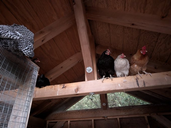 Several chickens perched on wooden beams inside a chicken coop with a wire mesh enclosure visible on the left.