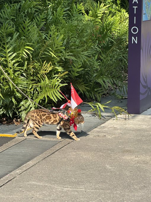 A Bengal cat wearing a red and white flag and decorative collar walks on a leash past lush greenery, with a sign partially reading "ATION" visible in the background. The image playfully ties into the "Singapurrrrrrr Hypurrrrrrrrrrrrr" caption through the Singapore flag adorning the cat, celebrating Singapore's National Day.