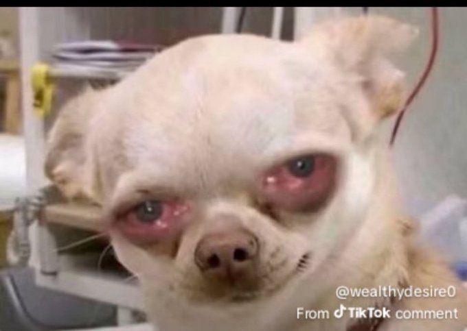 A close-up photo of a small cream-colored Chihuahua with visibly irritated, red, swollen eyes, tagged '@wealthydesire0 From TikTok comment.'