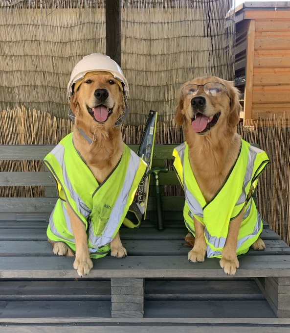 Two golden retrievers sit on a bench in high-visibility yellow safety vests; one wears a white construction helmet and the other wears glasses, with a cricket bat visible behind them.