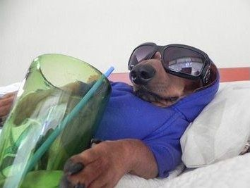 A humorous photo of a bear wearing a blue hoodie and sunglasses, appearing to relax on a bed with a large green drink beside it.