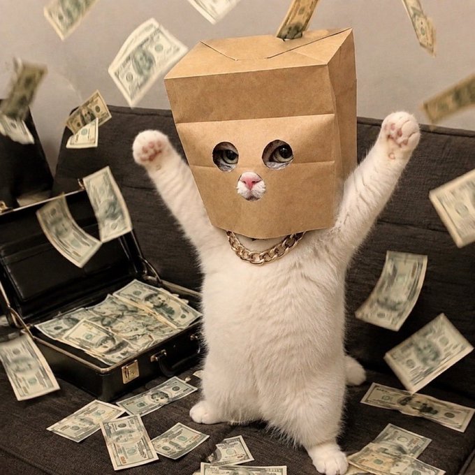 A white cat stands triumphantly on a couch wearing a cardboard box on its head and a gold chain, surrounded by a briefcase overflowing with $20 bills and money raining down. The image humorously illustrates the post's hype for $ZCAT as a "coin of the cycle," depicting the crypto's promise of turning investors into wealthy "bag-holders" with overflowing cash stacks.