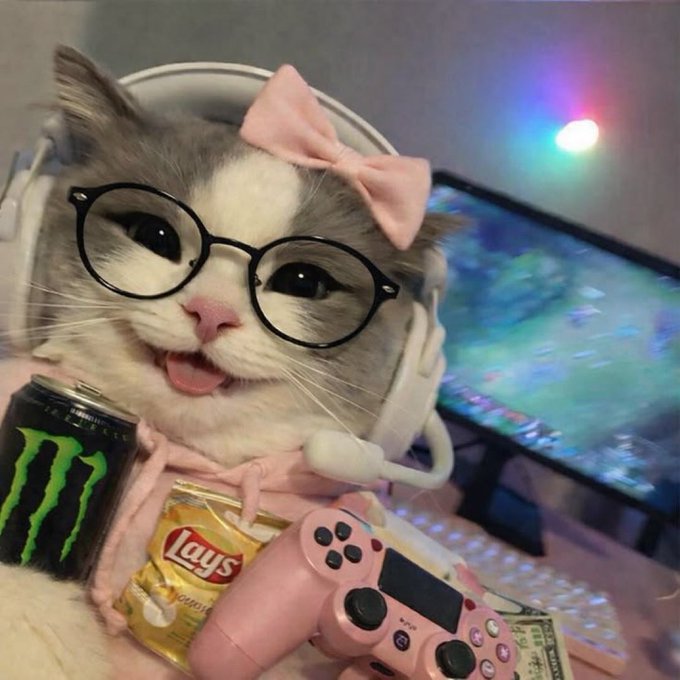 A cute cat wearing glasses and a pink bow holds a Monster Energy drink, a bag of Lay's potato chips, and a pink PlayStation controller while sitting in front of a gaming setup.