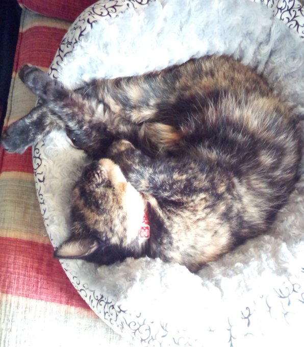 A tortoiseshell cat with mottled brown, black, and orange fur curled up sleeping on a round patterned cushion atop a red striped surface.