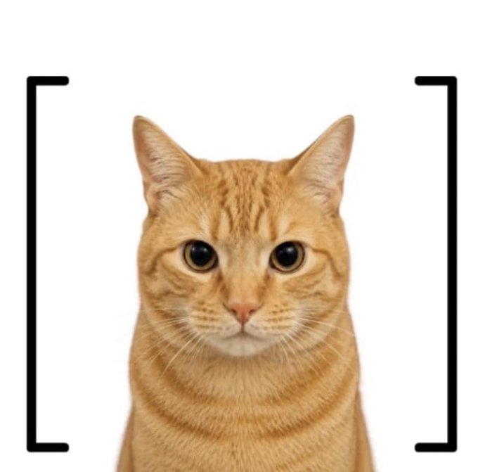 An orange tabby cat stares directly at the camera against a white background, framed by black bracket marks on either side.