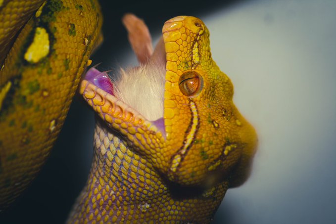 A close-up of a yellow and purple patterned gecko with its mouth wide open, appearing to bite or mouth the fuzzy white body of a small toy.