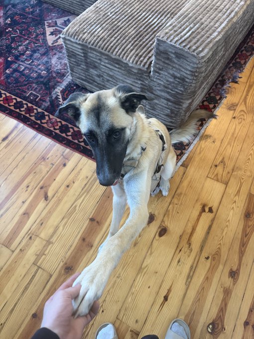A person holds the paw of a dog sitting on a wooden floor next to a grey corduroy couch and a red patterned rug.
