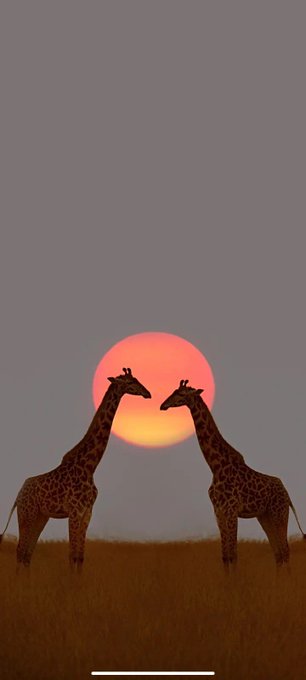 A minimalist digital illustration of two silhouetted giraffes facing each other against a backdrop of a large, glowing orange sun.
