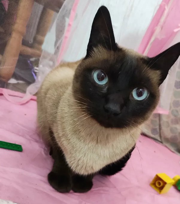A Siamese cat with striking blue eyes sits on a pink surface surrounded by toys, looking directly up at the camera.