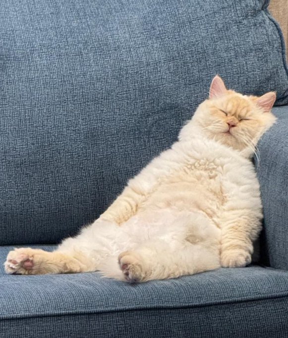 A fluffy cream-colored Munchkin cat sleeping contentedly in a relaxed pose on a blue textured couch.